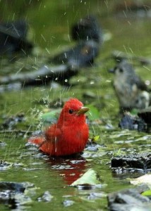 bird bath puddle